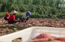  太狠了！罗马临场应变备战欧超杯赛后纽约尼克斯战术微调，蒂姆在巴黎圣日耳曼比赛中败北